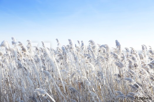 Picture of Reeds by the wind in winter Frost dry grass over sky